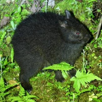 大和村でのアクティビティ紹介画像